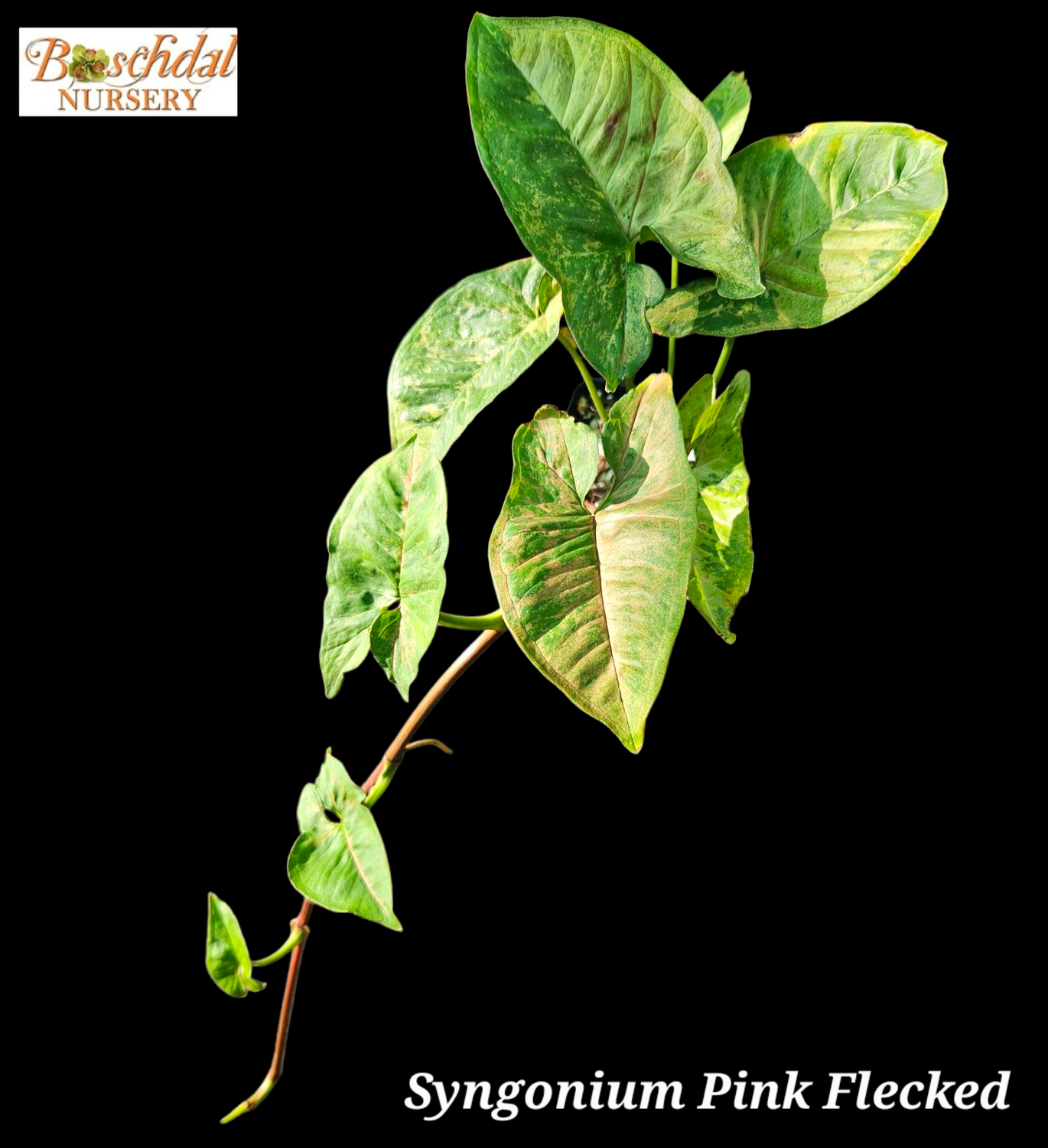 Syngonium Pink Flecked