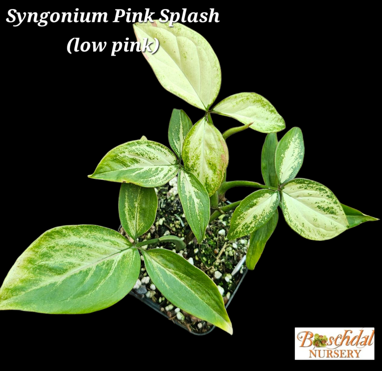 Syngonium Pink Splash Syngonium Pink Splash