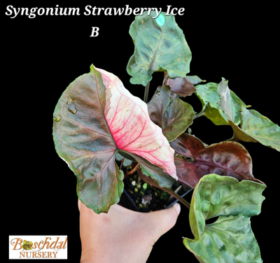 Syngonium Strawberry Ice