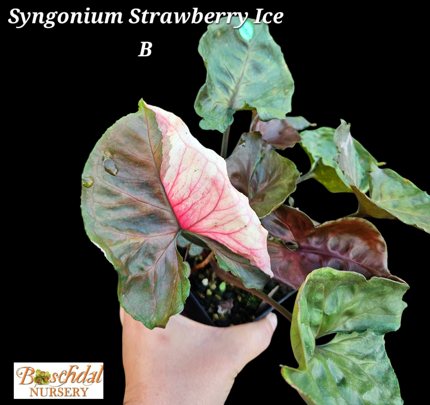 Syngonium Strawberry Ice
