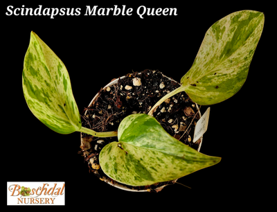 Scindapsus Marble Queen