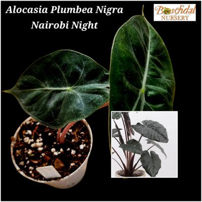 Alocasia Plumbea Nigra Nairobi Night