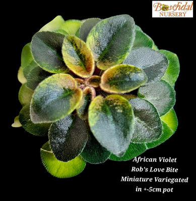 African Violet Rob&#39;s Love Bite (variegated miniature trailer) Starter Plant