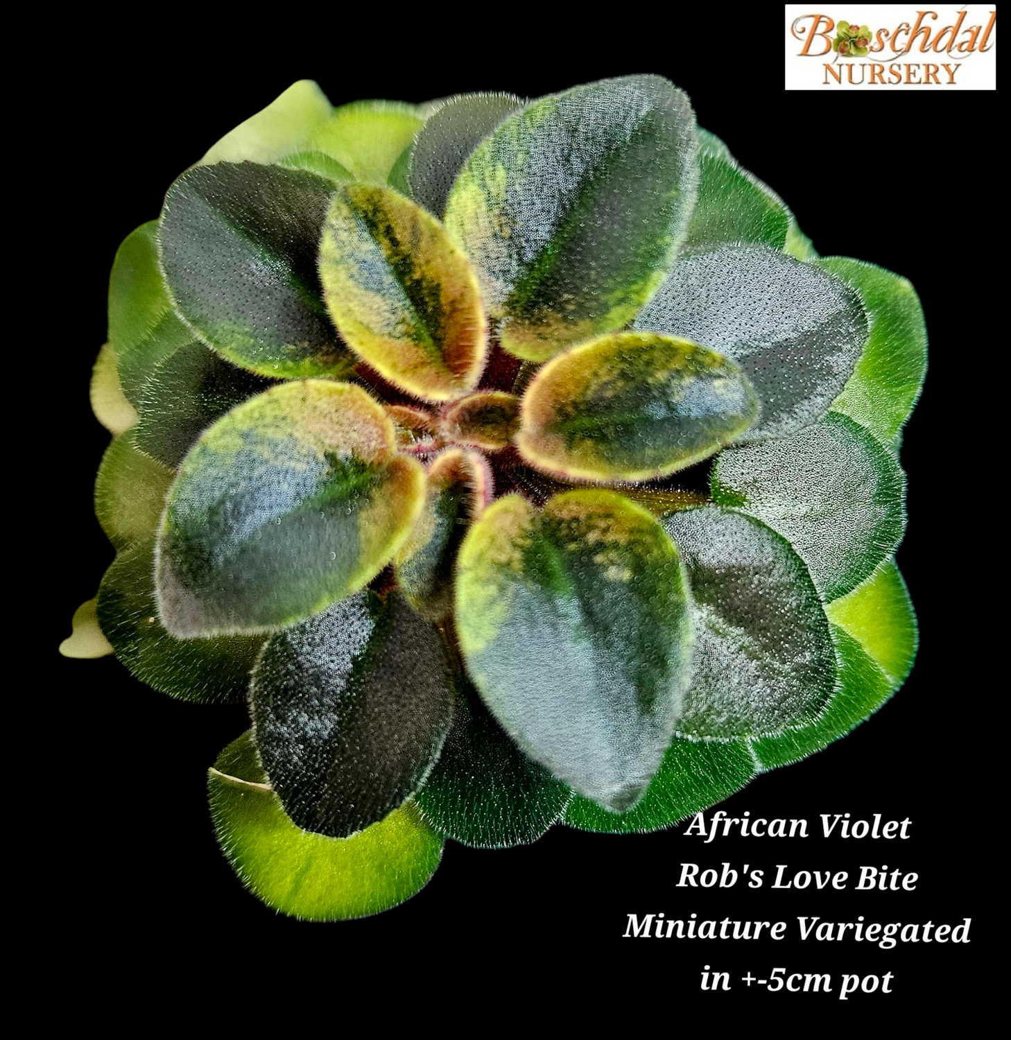 African Violet Rob&#39;s Love Bite (variegated miniature trailer) Starter Plant