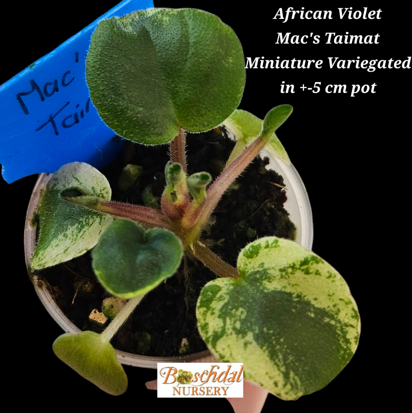 African Violet Mac&#39;s Taimat (Variegated) Starter Plant