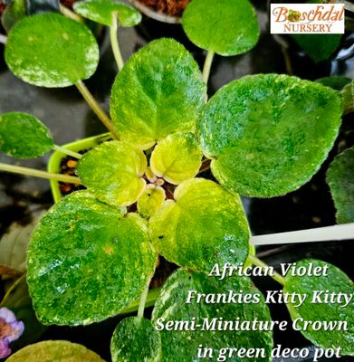 African Violet Frankie&#39;s Kitty Kitty Crown Variegation