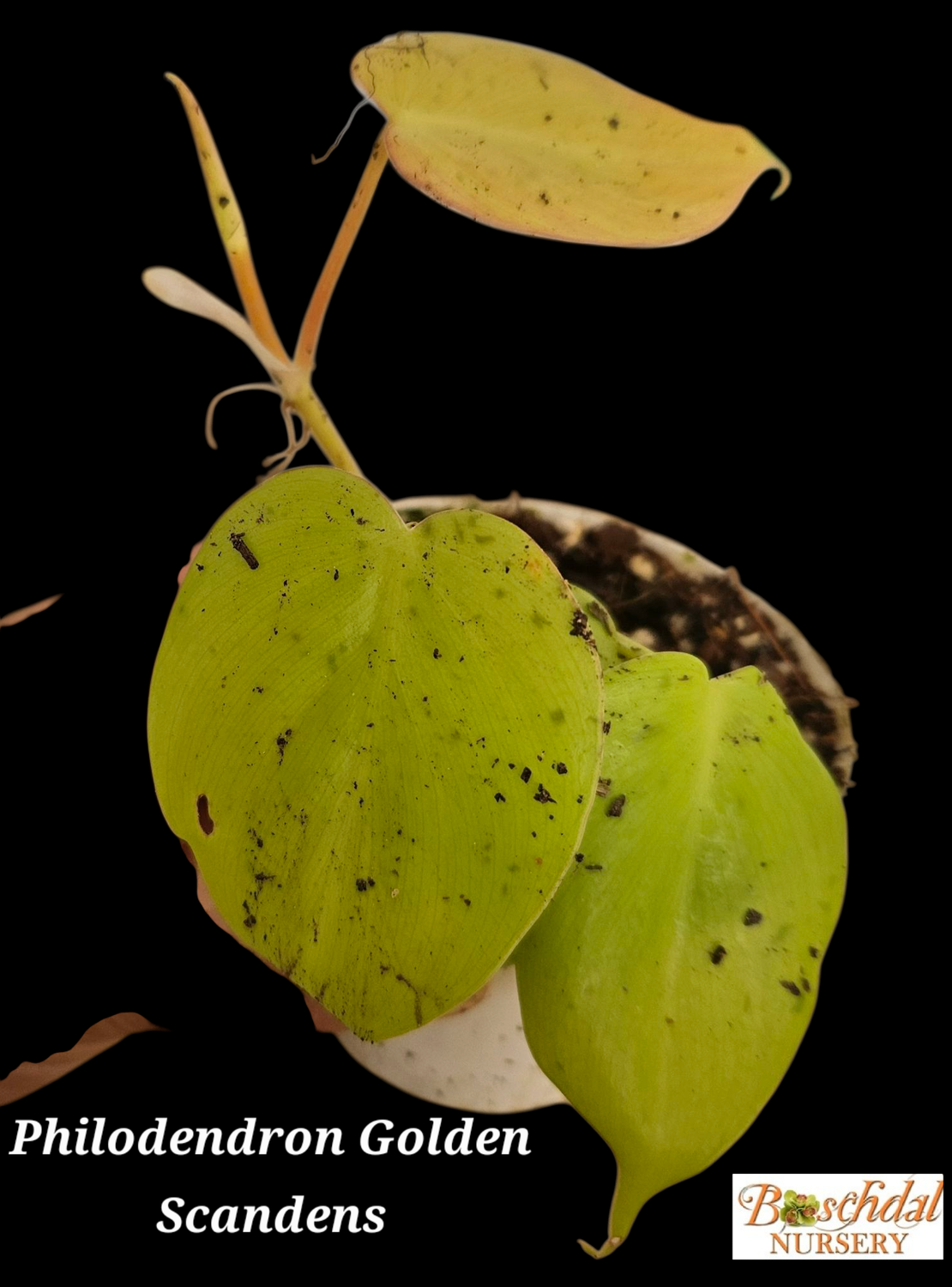 Philodendron Scandens Gold