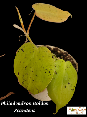 Philodendron Scandens Gold