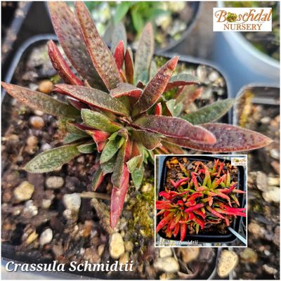 Crassula Schmidtii