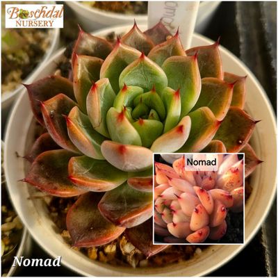 Echeveria Nomad