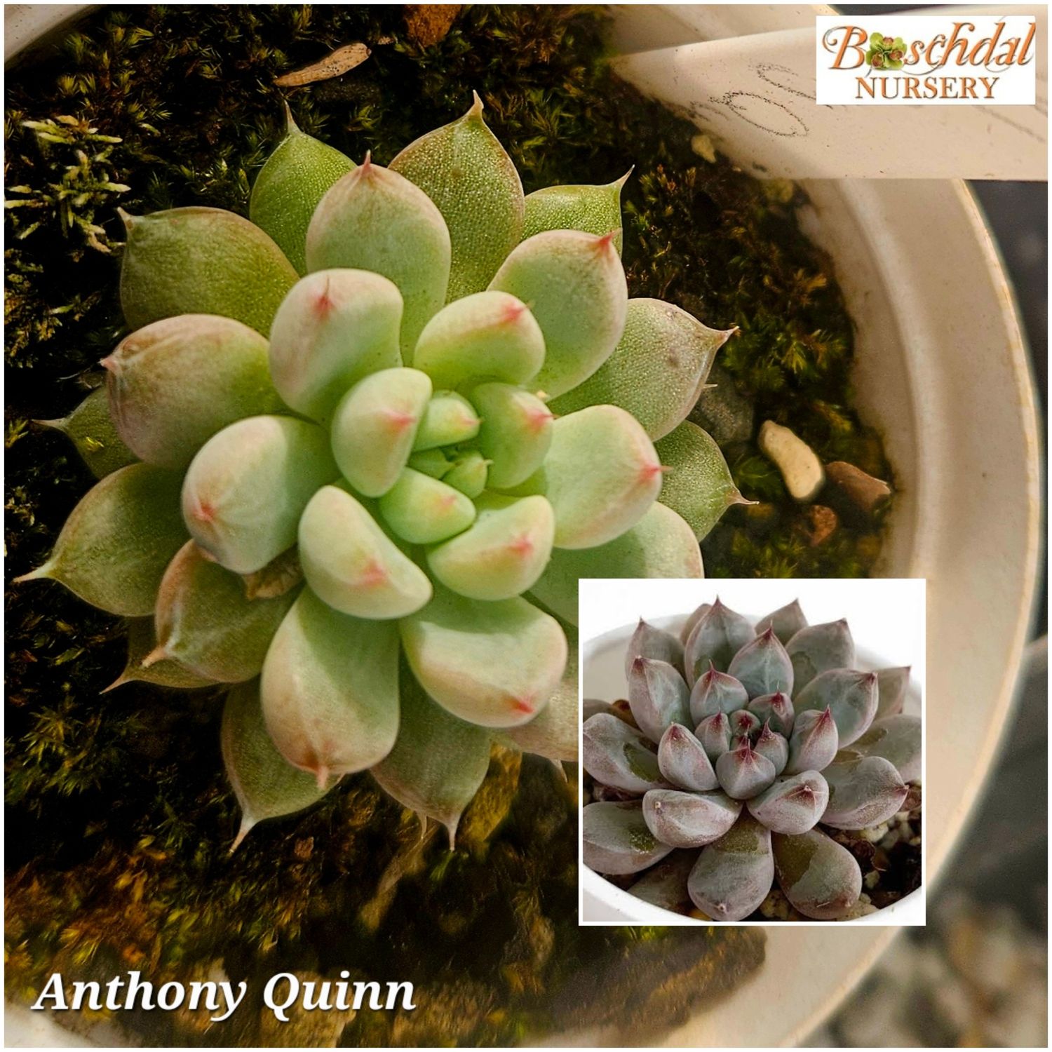 Echeveria Anthony Quinn