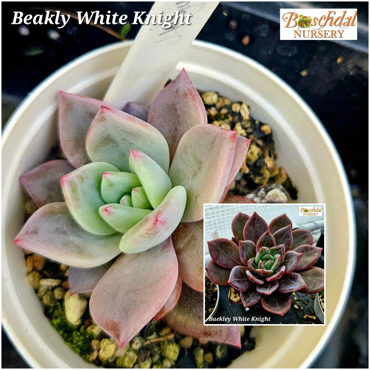 Echeveria Baekly White Knight