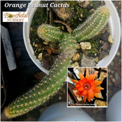Peanut Cactus Orange