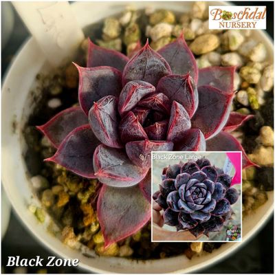 Echeveria Black Zone