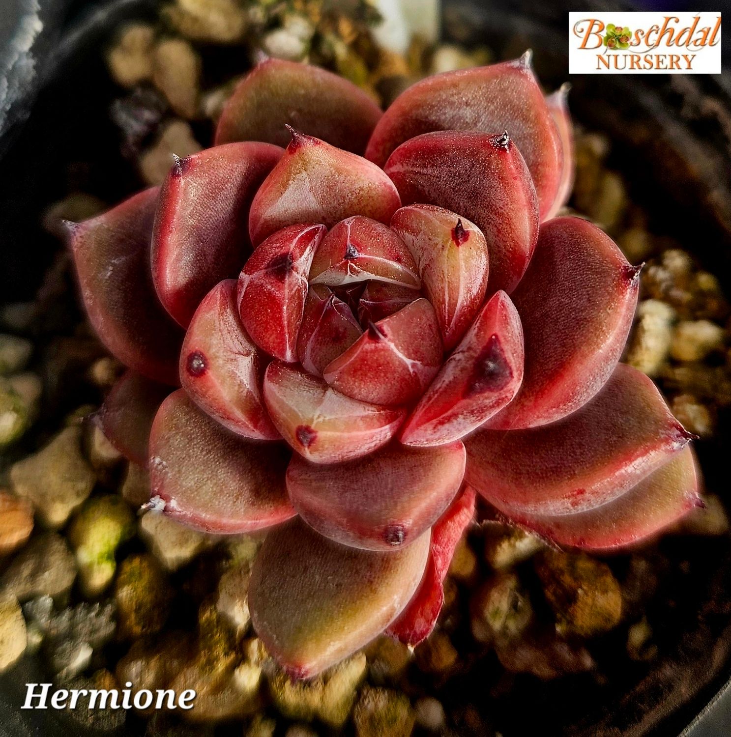Echeveria Hermione