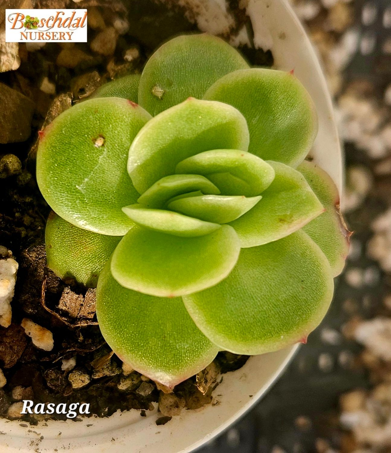 Echeveria Agavoides Rasaga