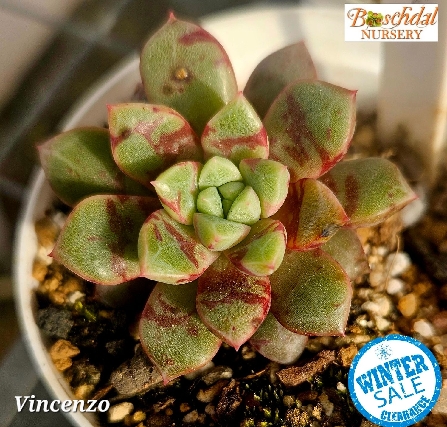 Echeveria Vincenzo