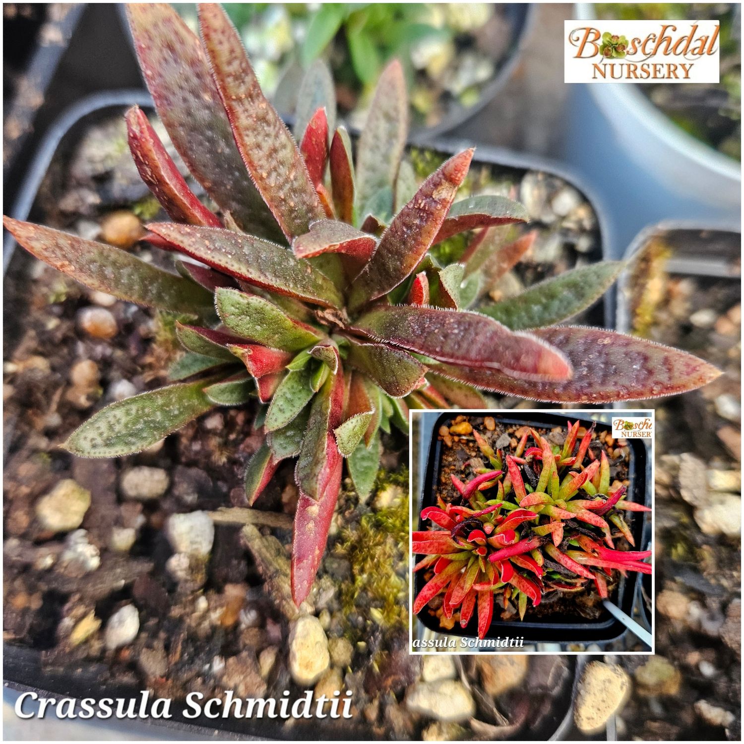 Crassula Schmidtii
