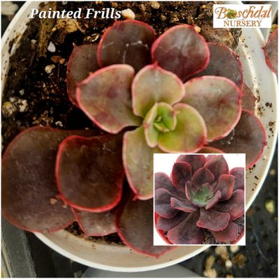 Echeveria Painted Frills Small