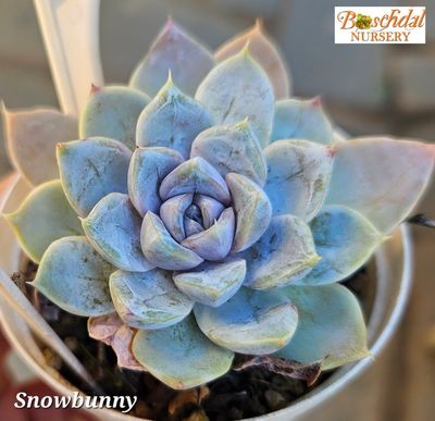 Echeveria Snow Bunny