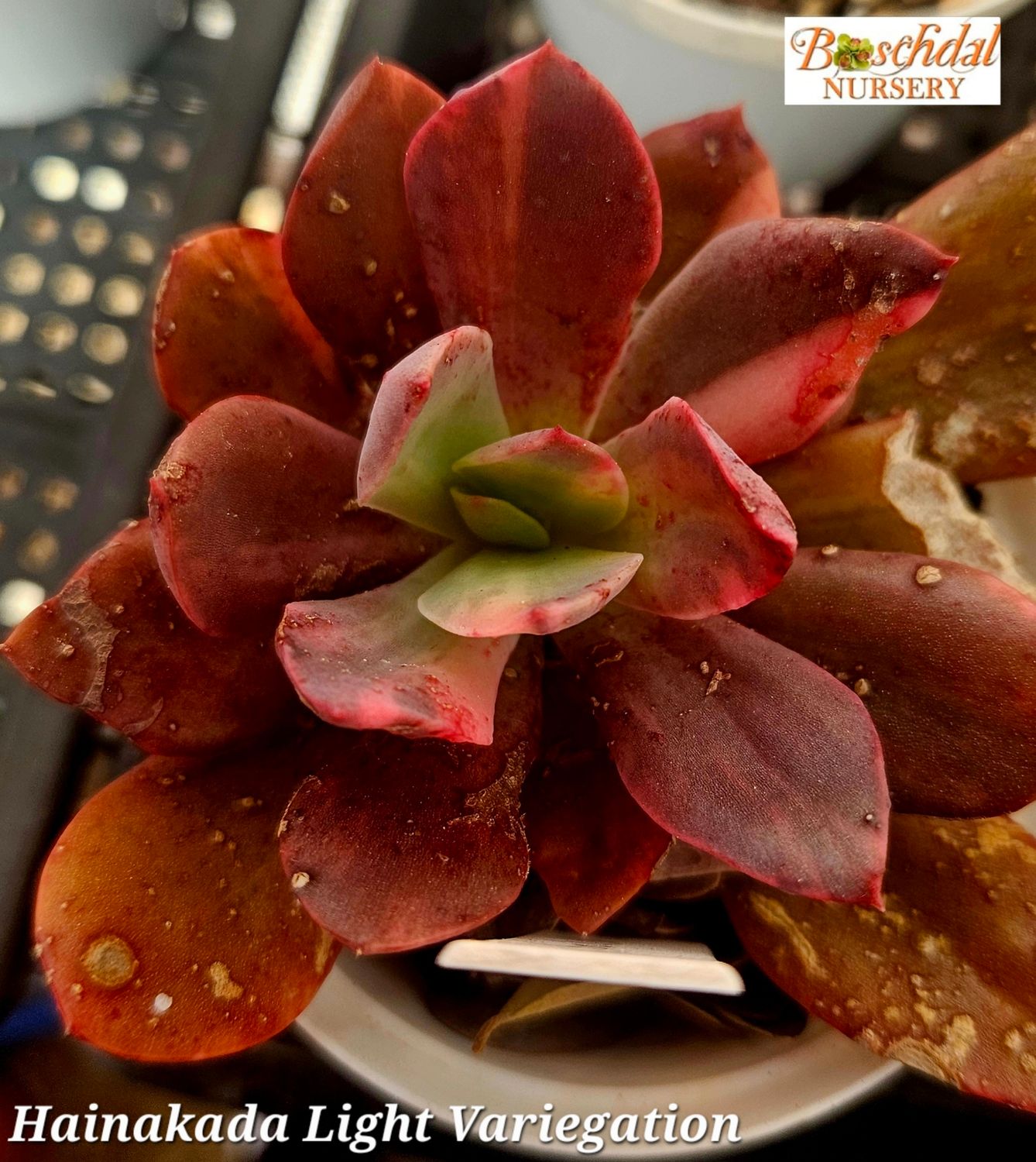 Echeveria cv. Hainakada light variegation