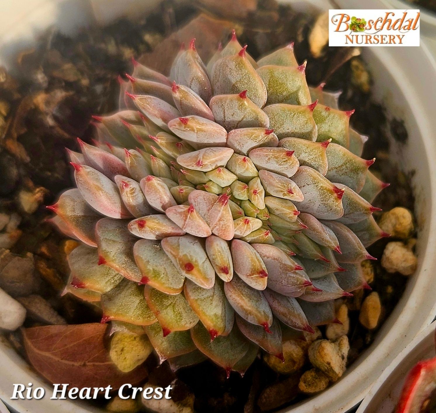 Ecehevria Rio Heart Crest