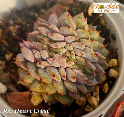 Ecehevria Rio Heart Crest