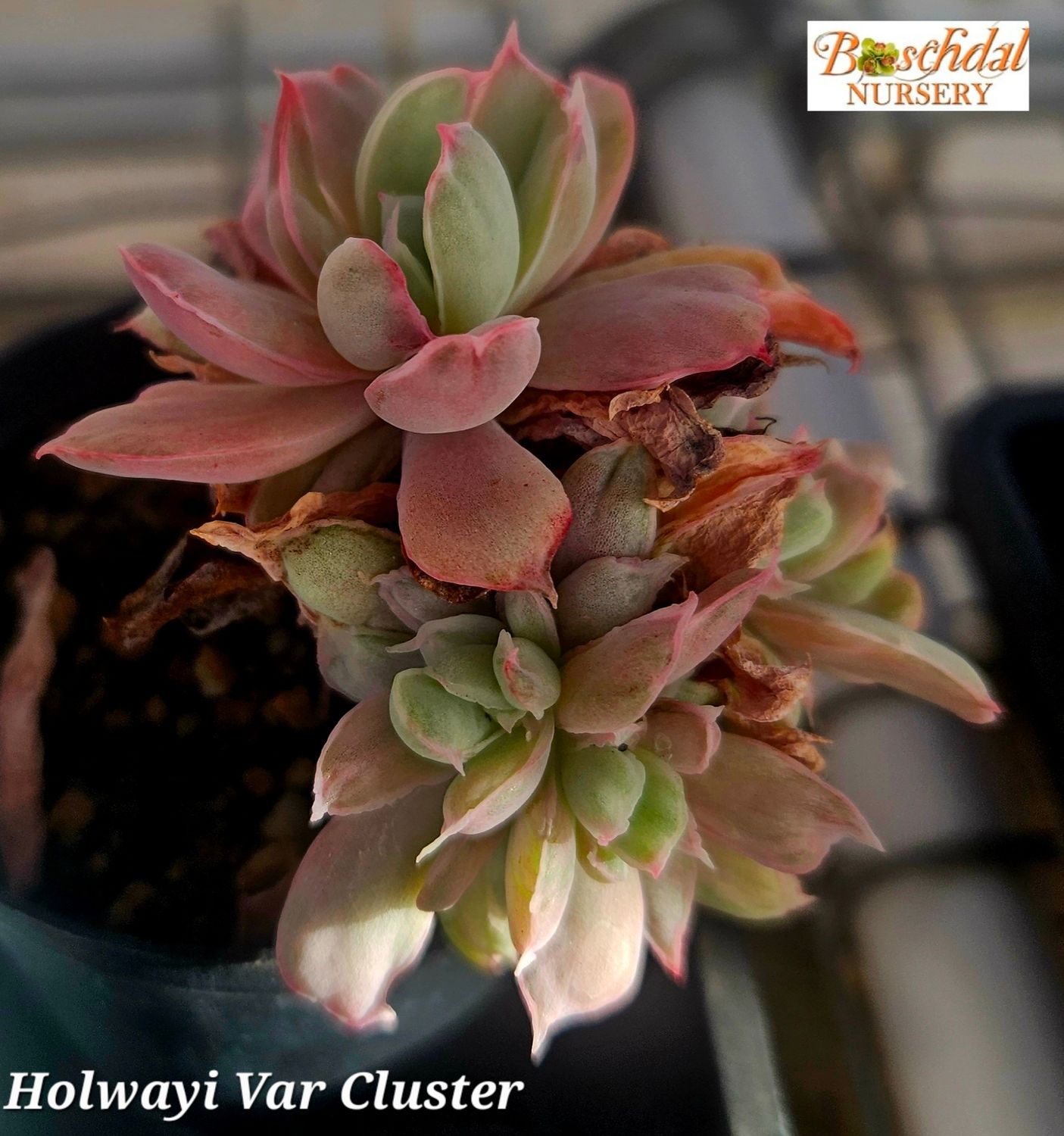 Echeveria Holwayi Variegated