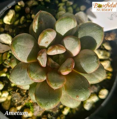 Graptopetalum Ametum