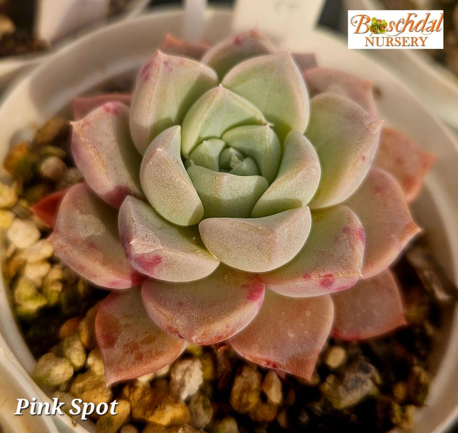 Echeveria Pink Spot Echeveria Pink Spot