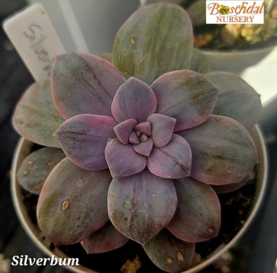 Graptopetalum Platinum (Silverbum)