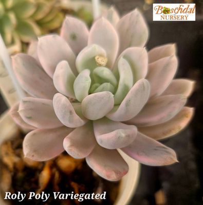 Pachyphytum Rolly Polly Variegated