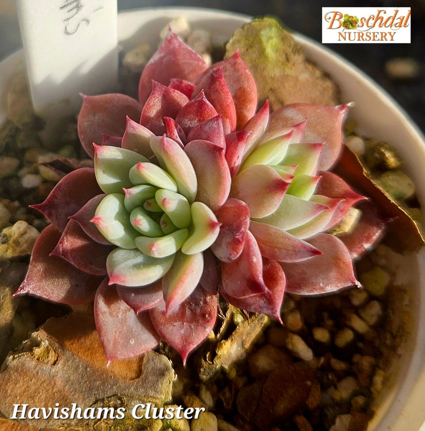 Echeveria Havishams