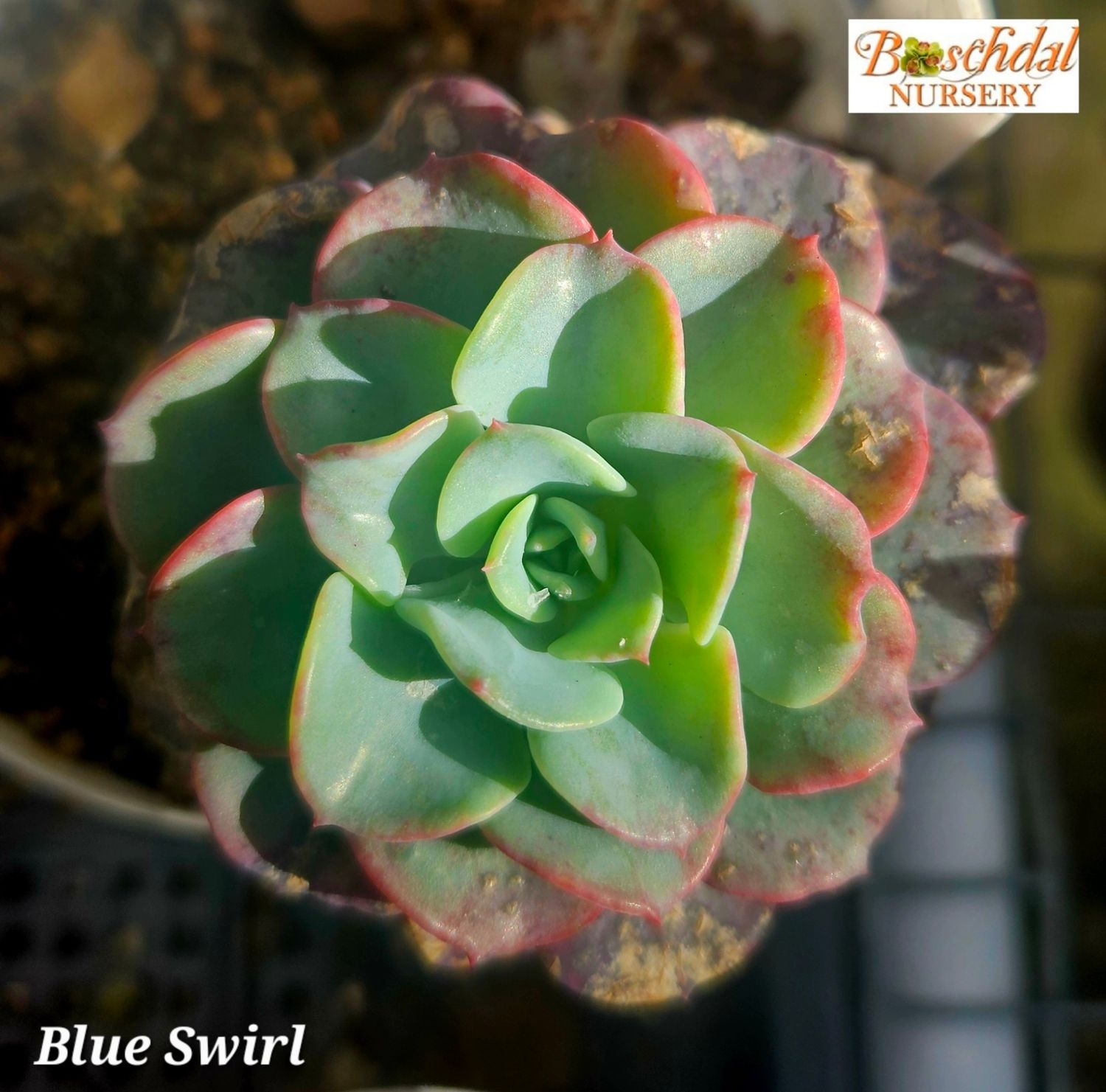 Echeveria Blue Swirl