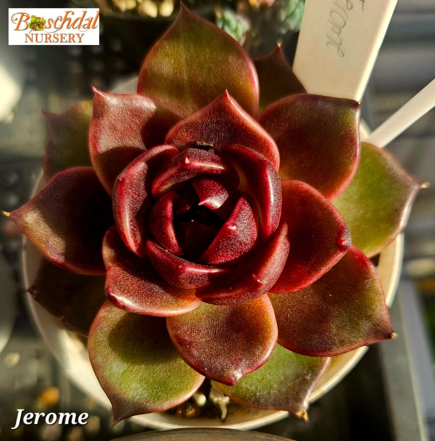 Echeveria Jerome