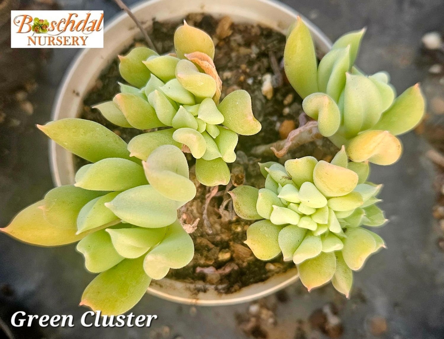 Echeveria Cluster