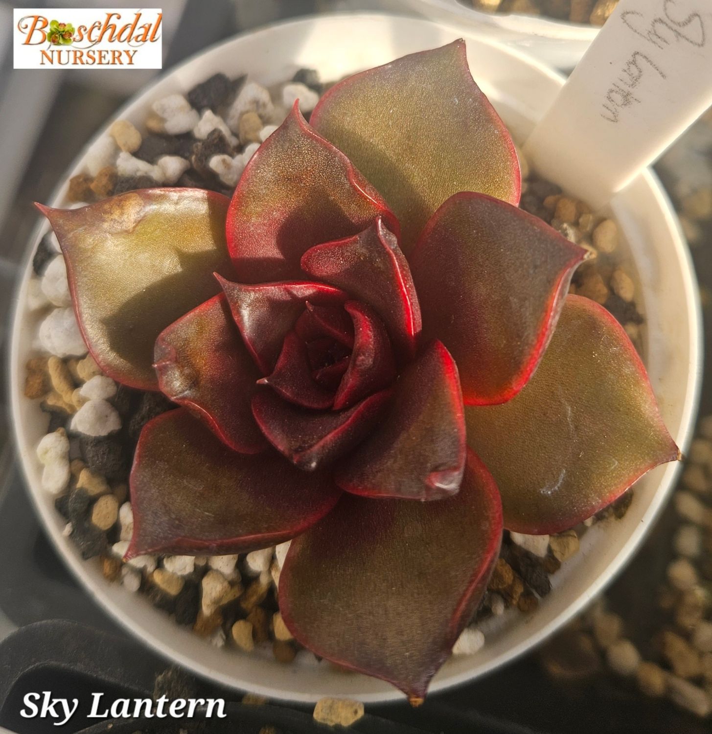 Echeveria Sky Lantern