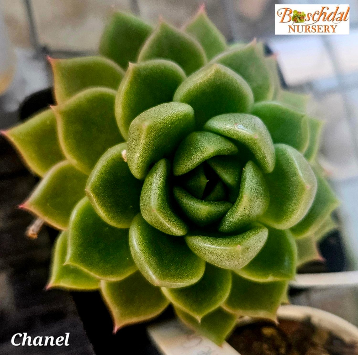 Echeveria Chanel