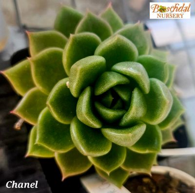Echeveria Chanel