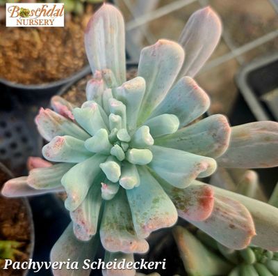Pachyveria Scheideckeri Albocarinata