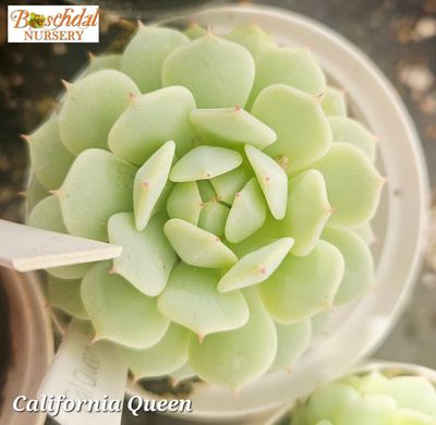 Echeveria California Queen