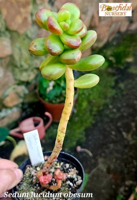 Sedum Lucidum Obesum