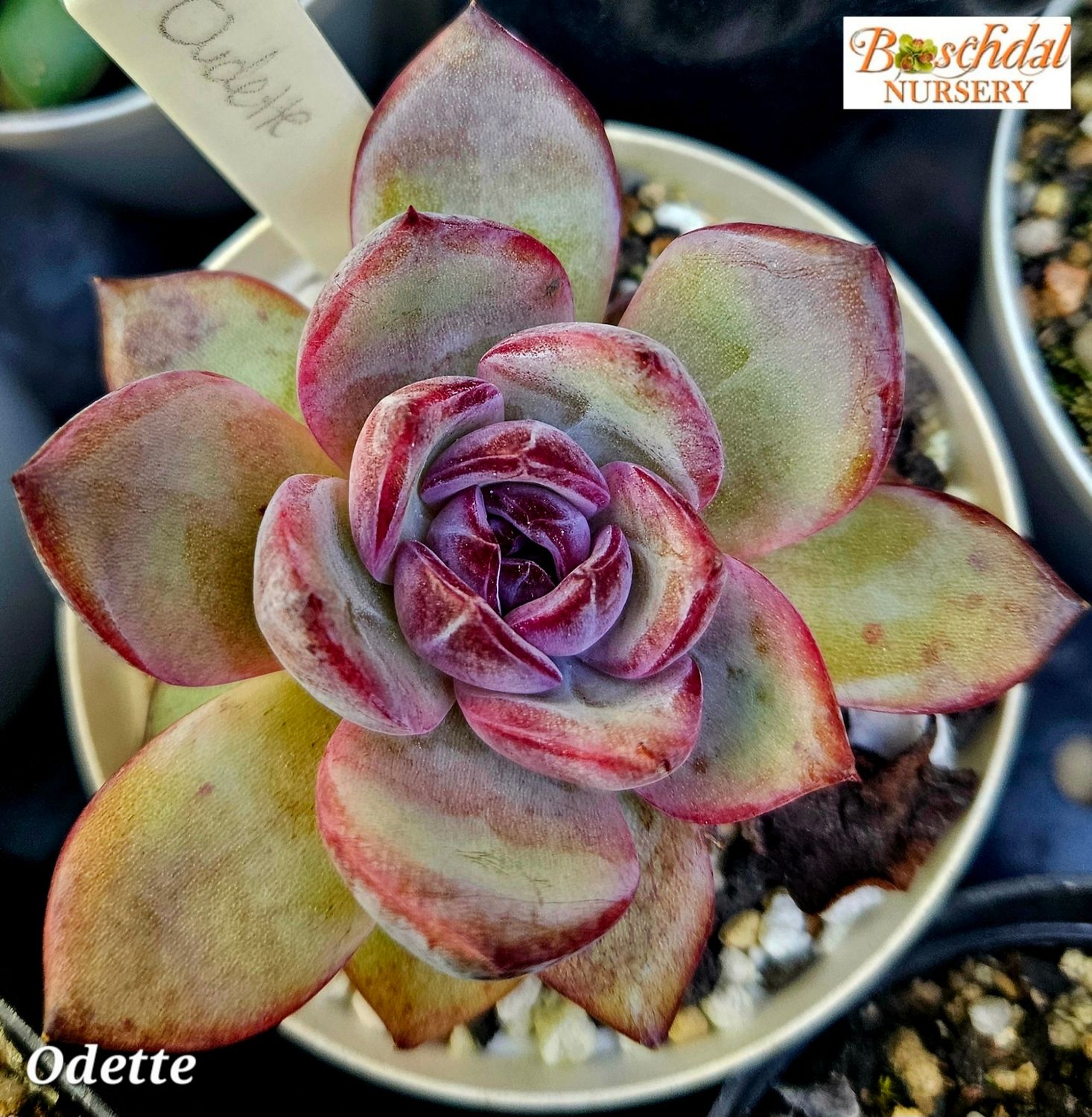 Echeveria Odette Echeveria Odette