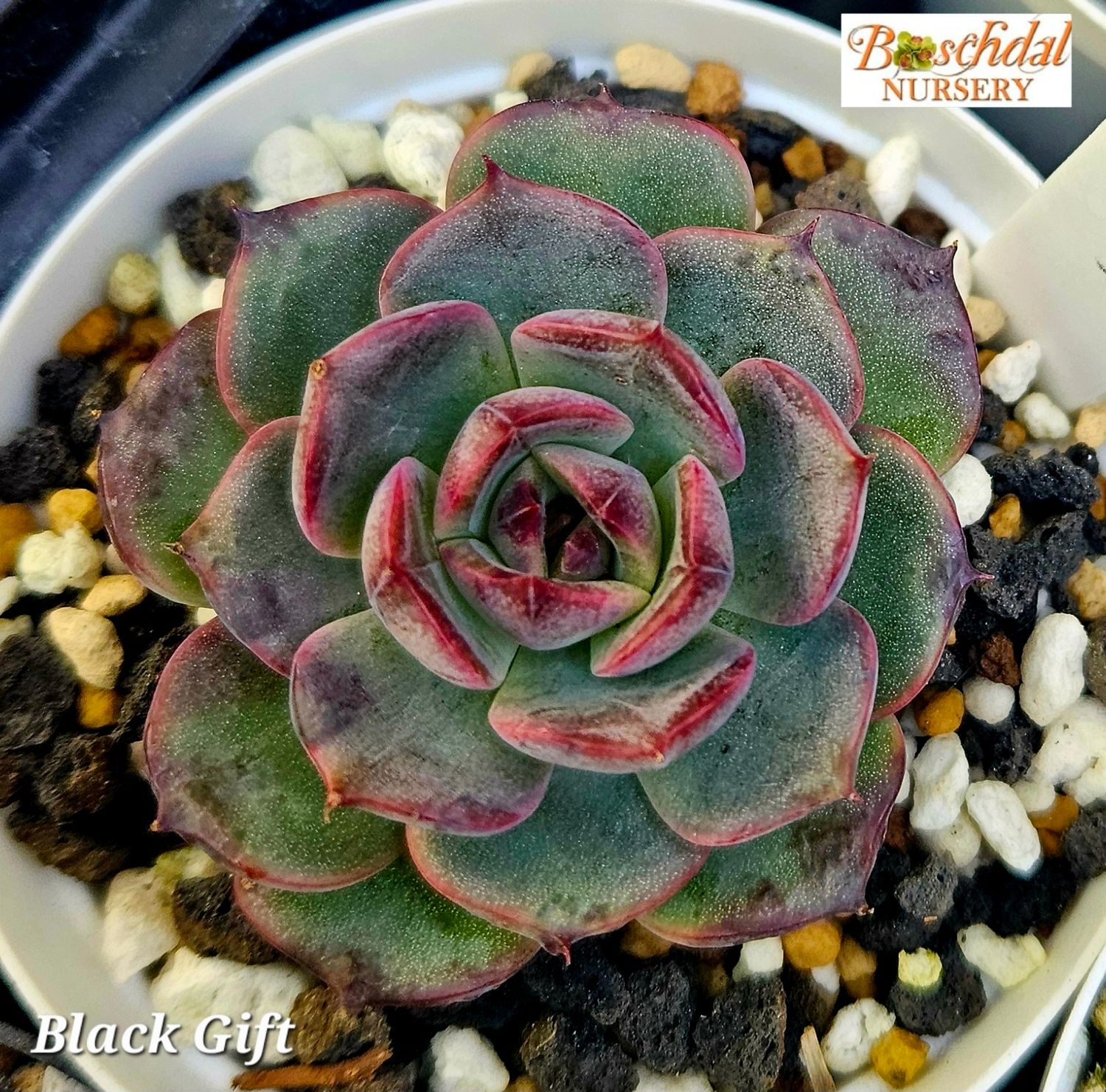 Echeveria Black Gift