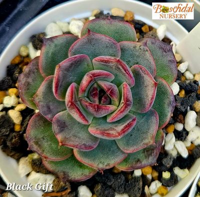 Echeveria Black Gift
