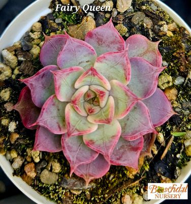 Echeveria Fairy Queen