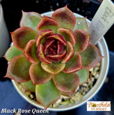 Echeveria Black Queen