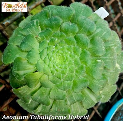 Aeonium Tabuliforme Hybrid