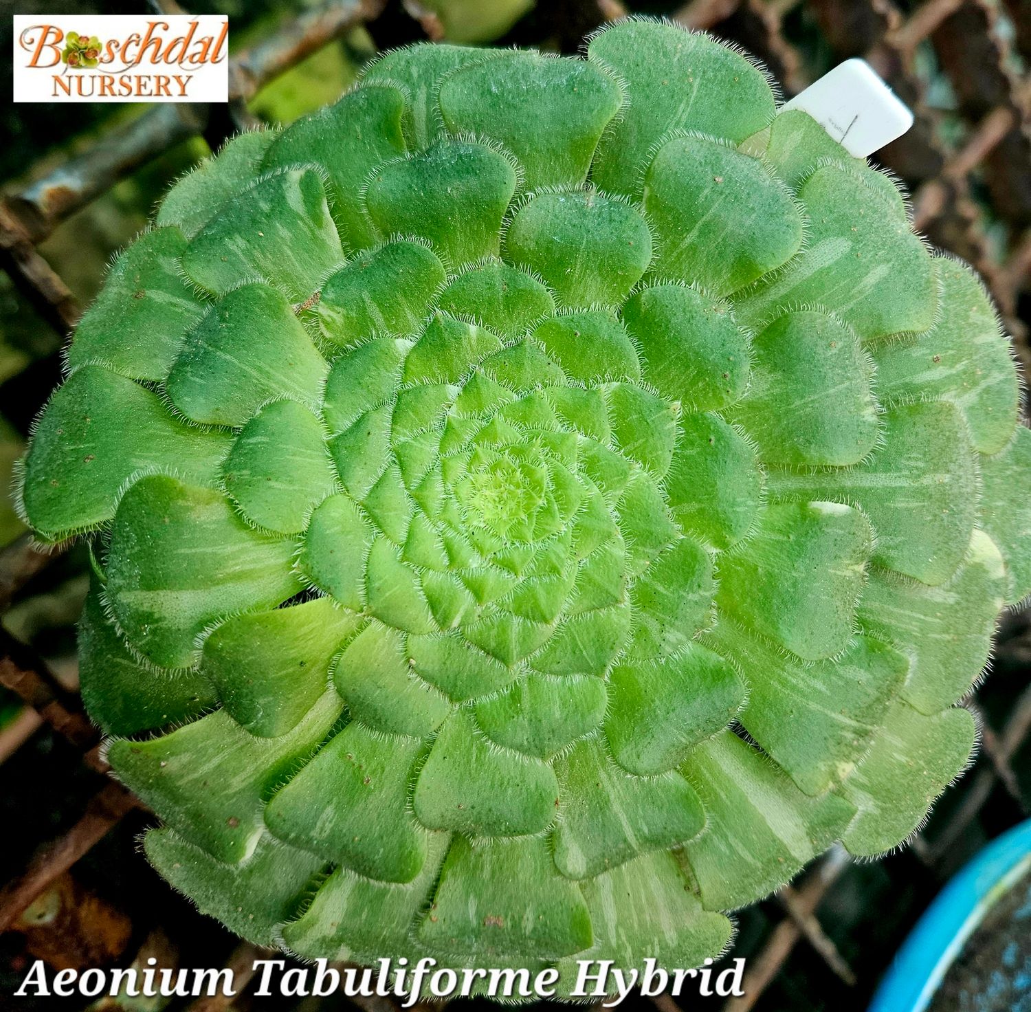 Aeonium Tabuliforme Hybrid