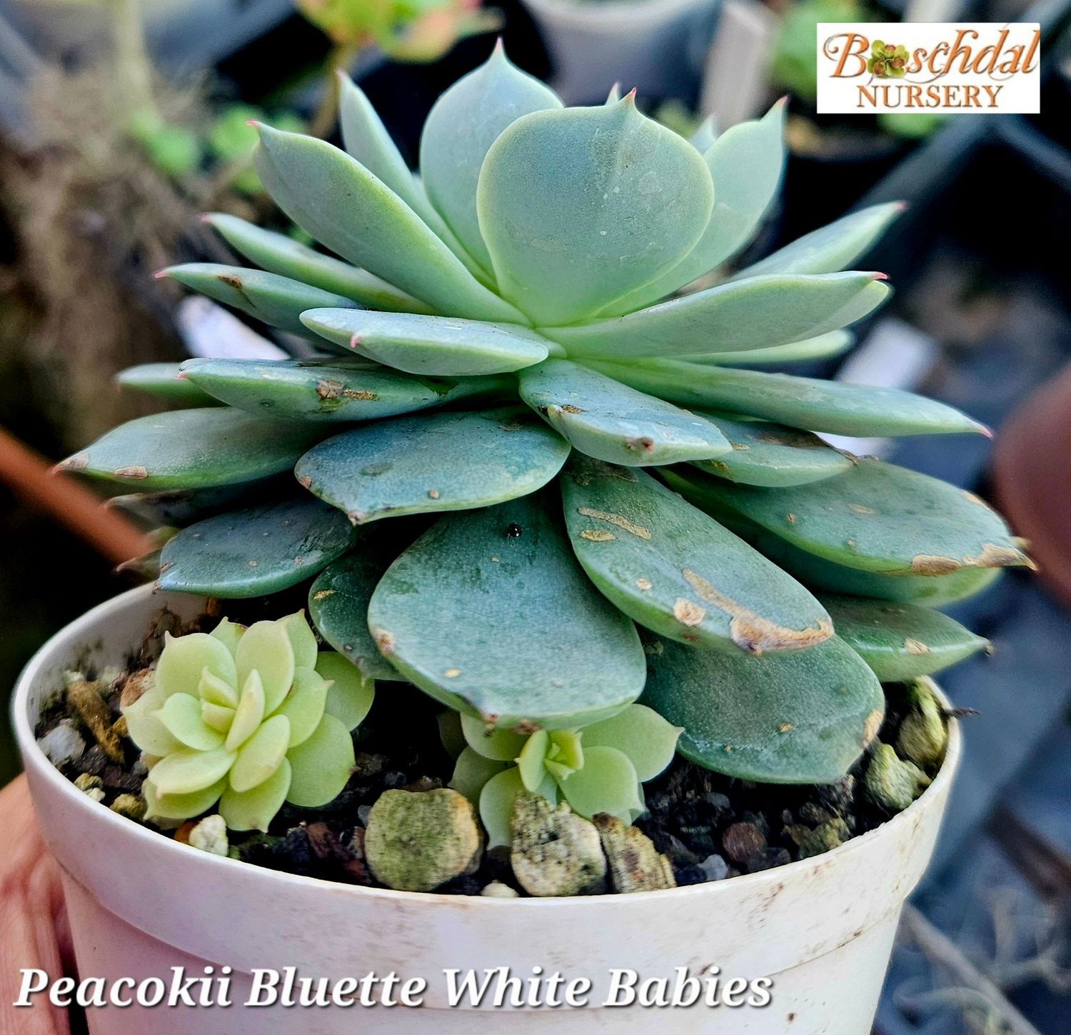 Echeveria Peacokkii Bluette white Babies